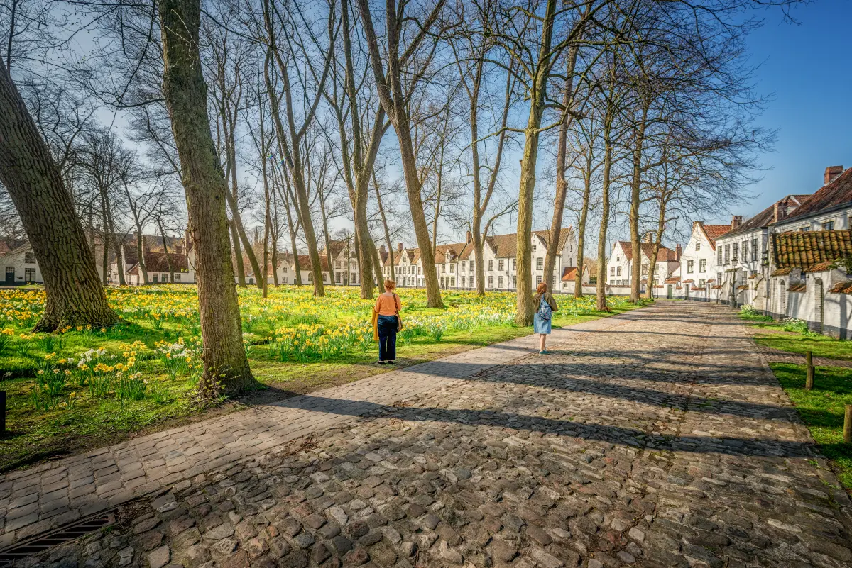 Beguinage inner garden with daffodils and trees. Along it runs a paved road, the inner circle of which consists of flat cobblestones and is accessible.